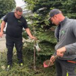 Zwei Mitarbeiter setzen einen jungen Baum in die Erde und bereiten die Pflanzstelle vor.