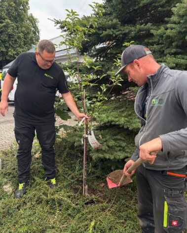 Zwei Mitarbeiter setzen einen jungen Baum in die Erde und bereiten die Pflanzstelle vor.